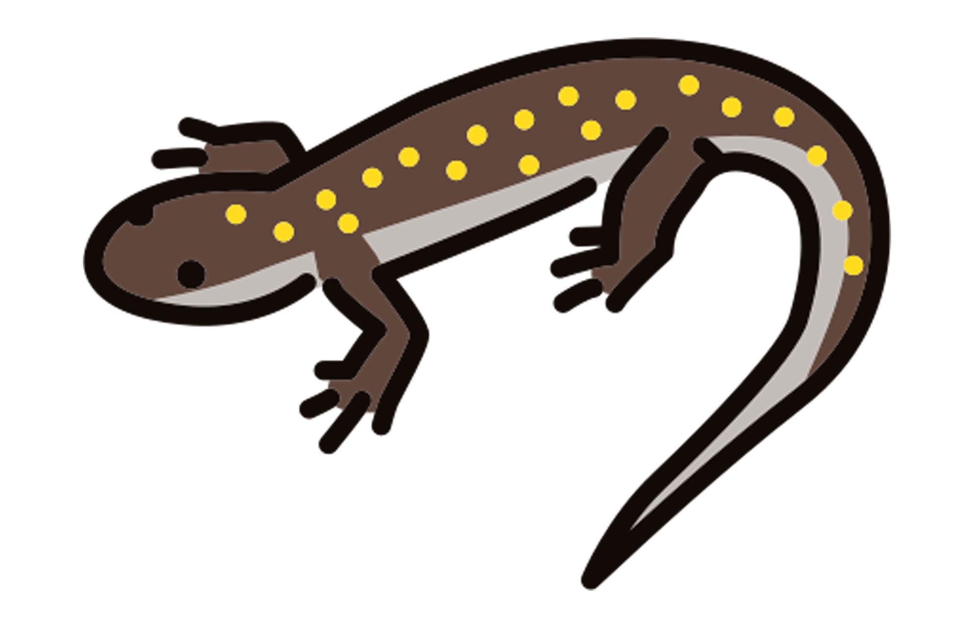 ACANTHODACTYLUS